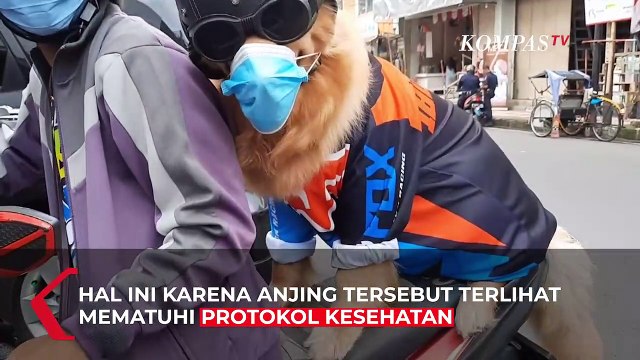 Lucunya! Anjing Ini Pakai Masker dan Helm Saat Diajak Jalan-jalan