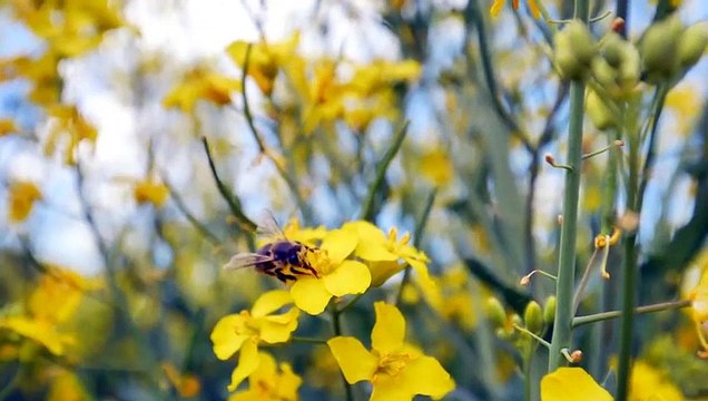 Fields Stock Footage Village Life Free HD Videos - no copyright