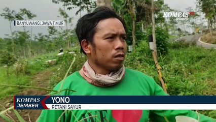 Petani Sayur di Banyuwangi Terdampak Abu Vulkanik Erupsi Gunung Raung
