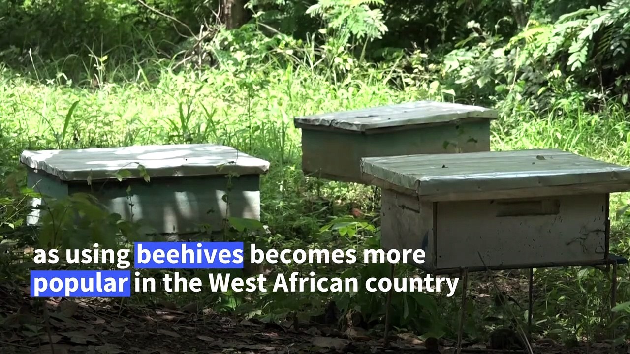 Hive thinking: Beekeeping makes a buzz in Ivory Coast