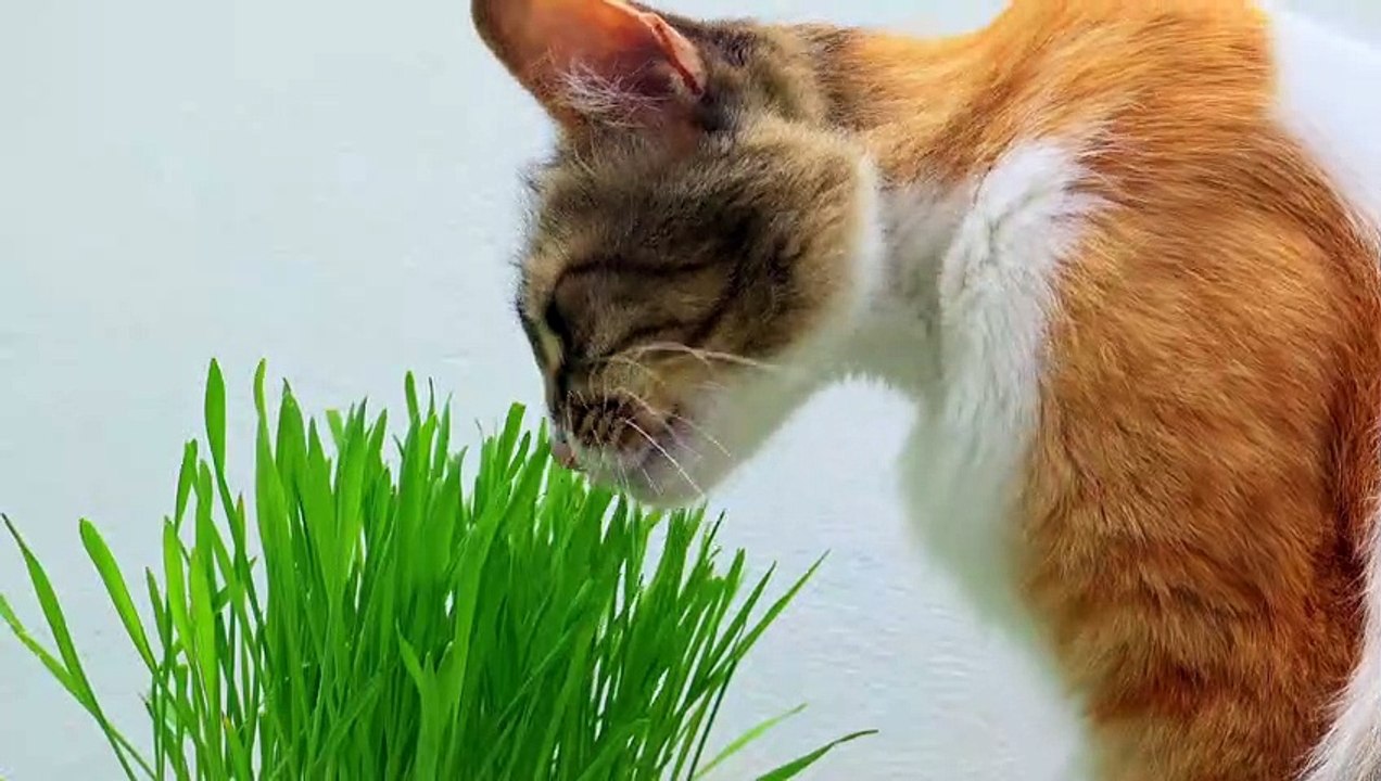 Cat -