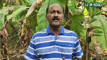 மறுதாம்பு வாழையில் நல்ல வருமானம்!