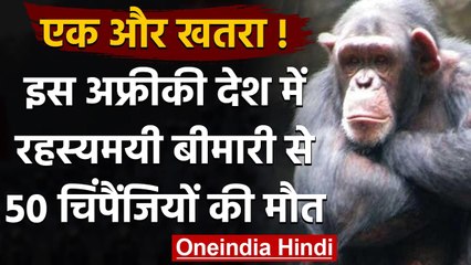 Virus in chimpanzees: अफ्रीकी देश में रहस्यमयी बीमारी से 50 चिंपैंजियों की मौत | वनइंडिया हिंदी