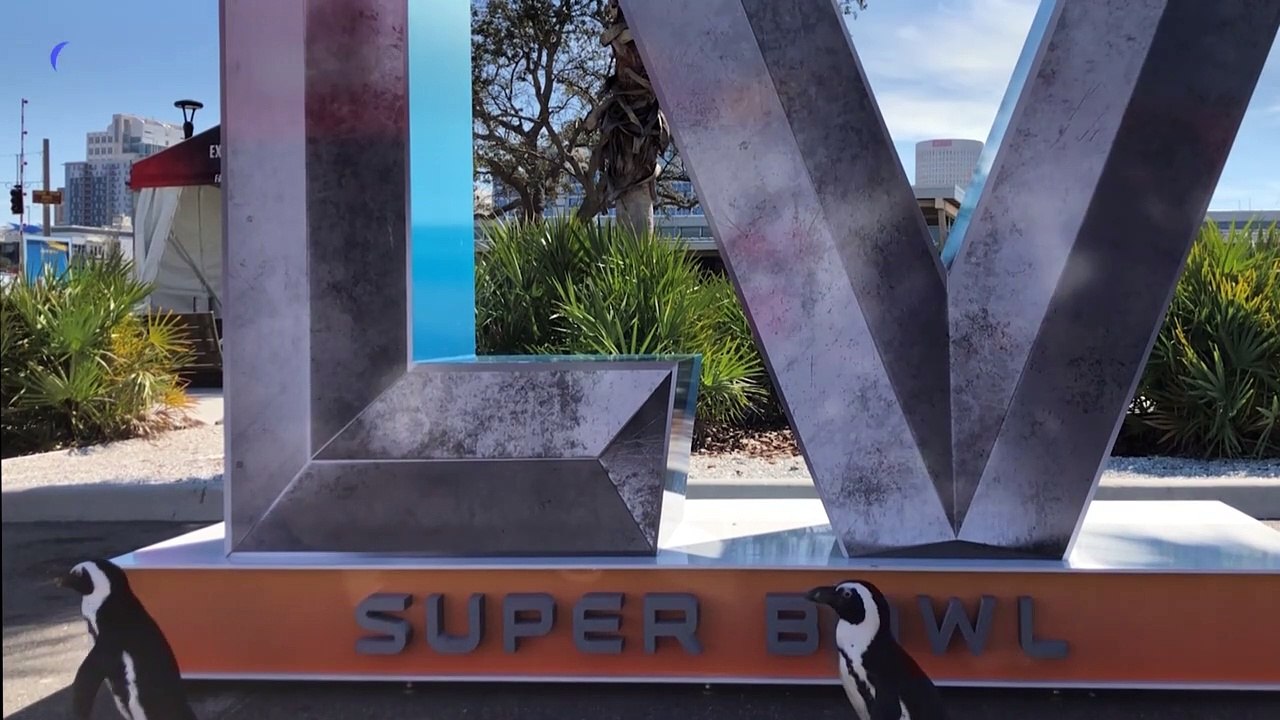 Super Bowl: Pinguine im Football-Fieber