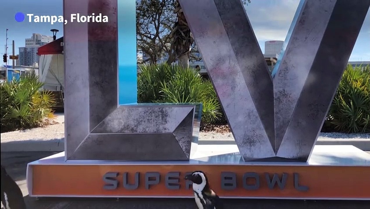 Super Bowl: Pinguine im Football-Fieber