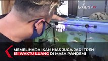 Ikan Gabus Hias Atau Ikan Channa, Idola Baru Ikan Akuarium