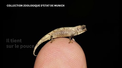 Sur le bout du doigt: le plus petit reptile au monde
