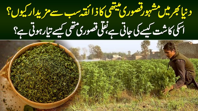 Famous Kasuri Methi Kese Kasht Ki Jati Hai? Naqli Kasuri Methi Kese Tayar Hoti Hai?