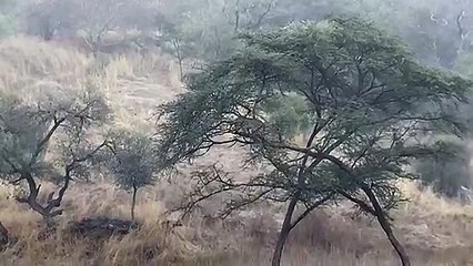 झालाना में लेपर्ड के बीच संघर्ष