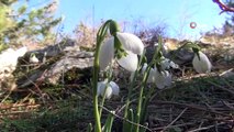 Spil Dağı Kardelenleri Baharı Müjdeledi, Bu Çiçeği Koparmanın Cezası 80 Bin 465 Lira