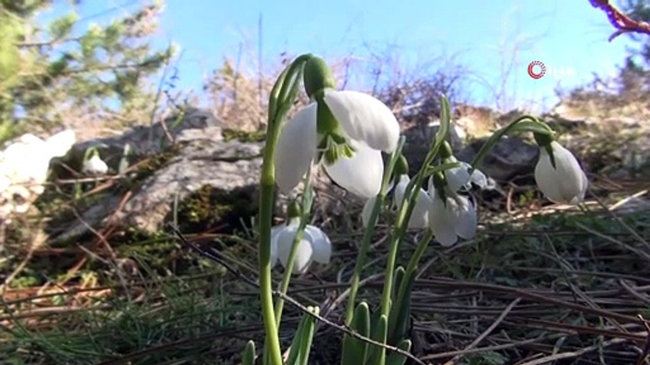 Spil Dağı Kardelenleri Baharı Müjdeledi, Bu Çiçeği Koparmanın Cezası 80 Bin 465 Lira