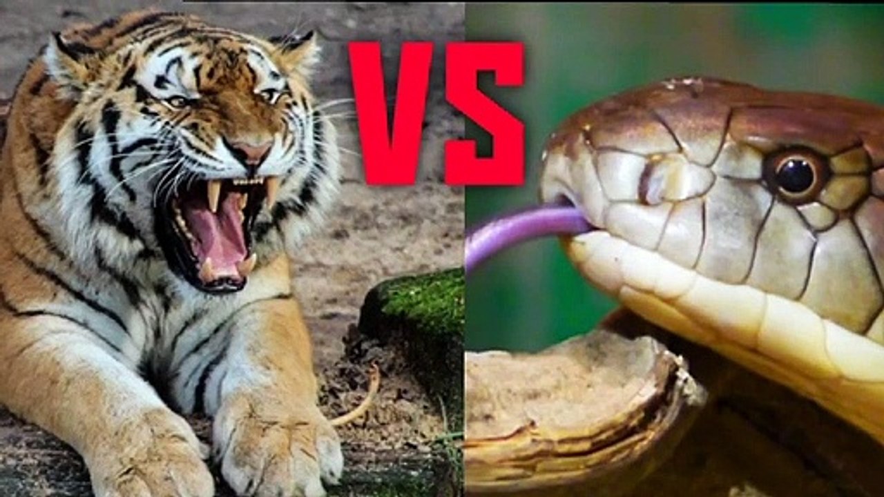 King Cobra Vs Tiger