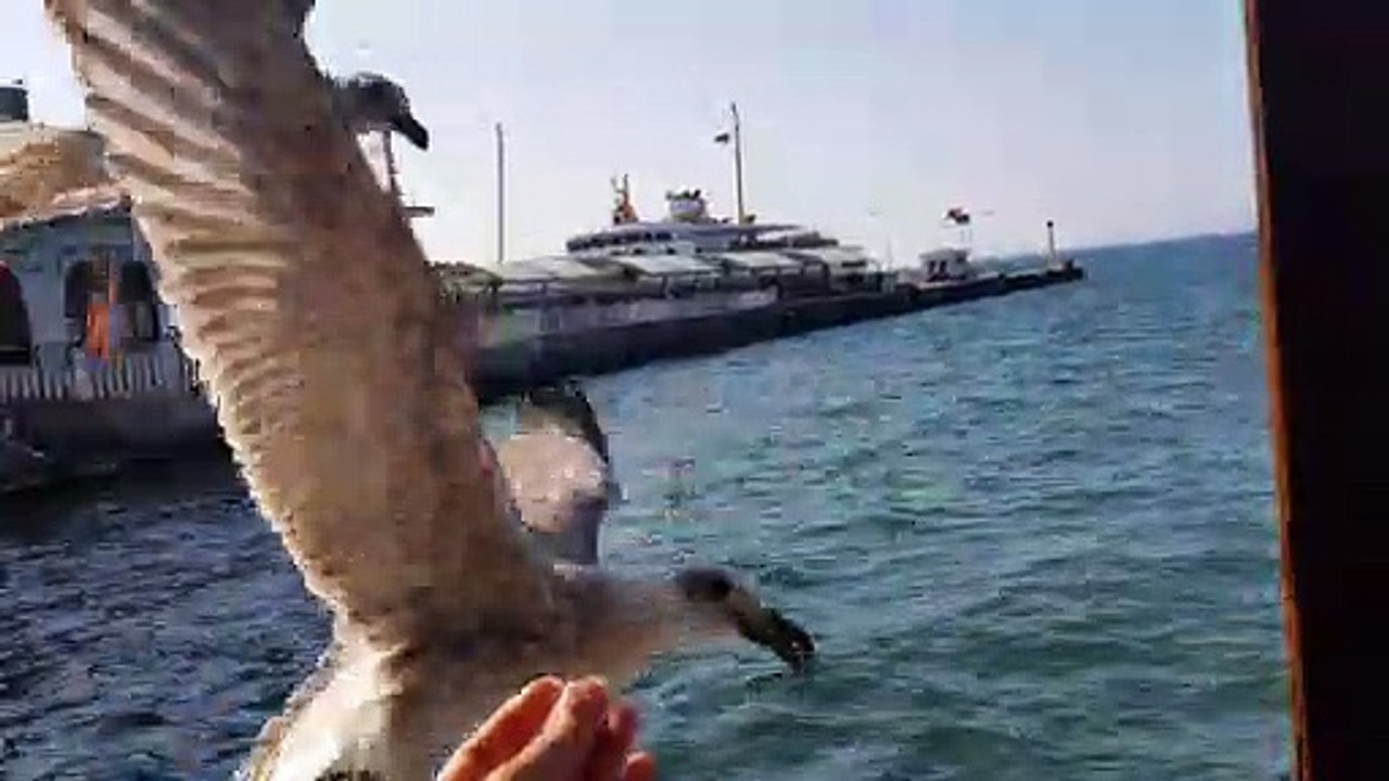 Hungry Gull