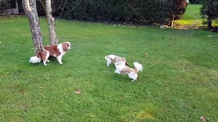 Les 2 petits jouent au jardin