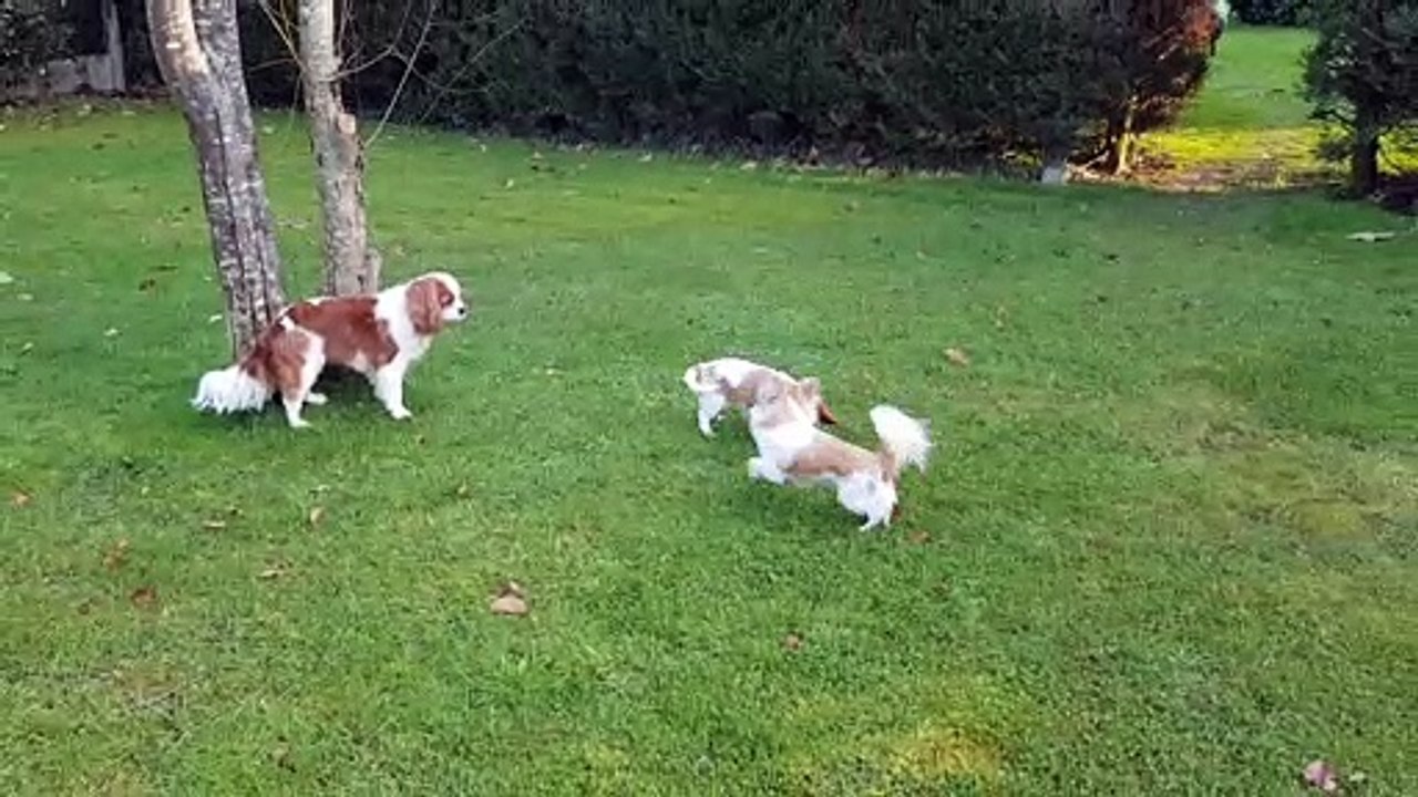 Les 2 petits jouent au jardin