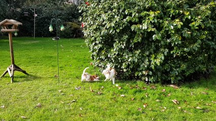 Il fait soleil enfin au jardin suite