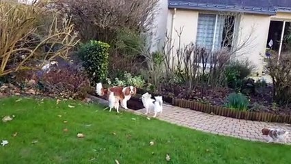 Les poilus au jardin suite