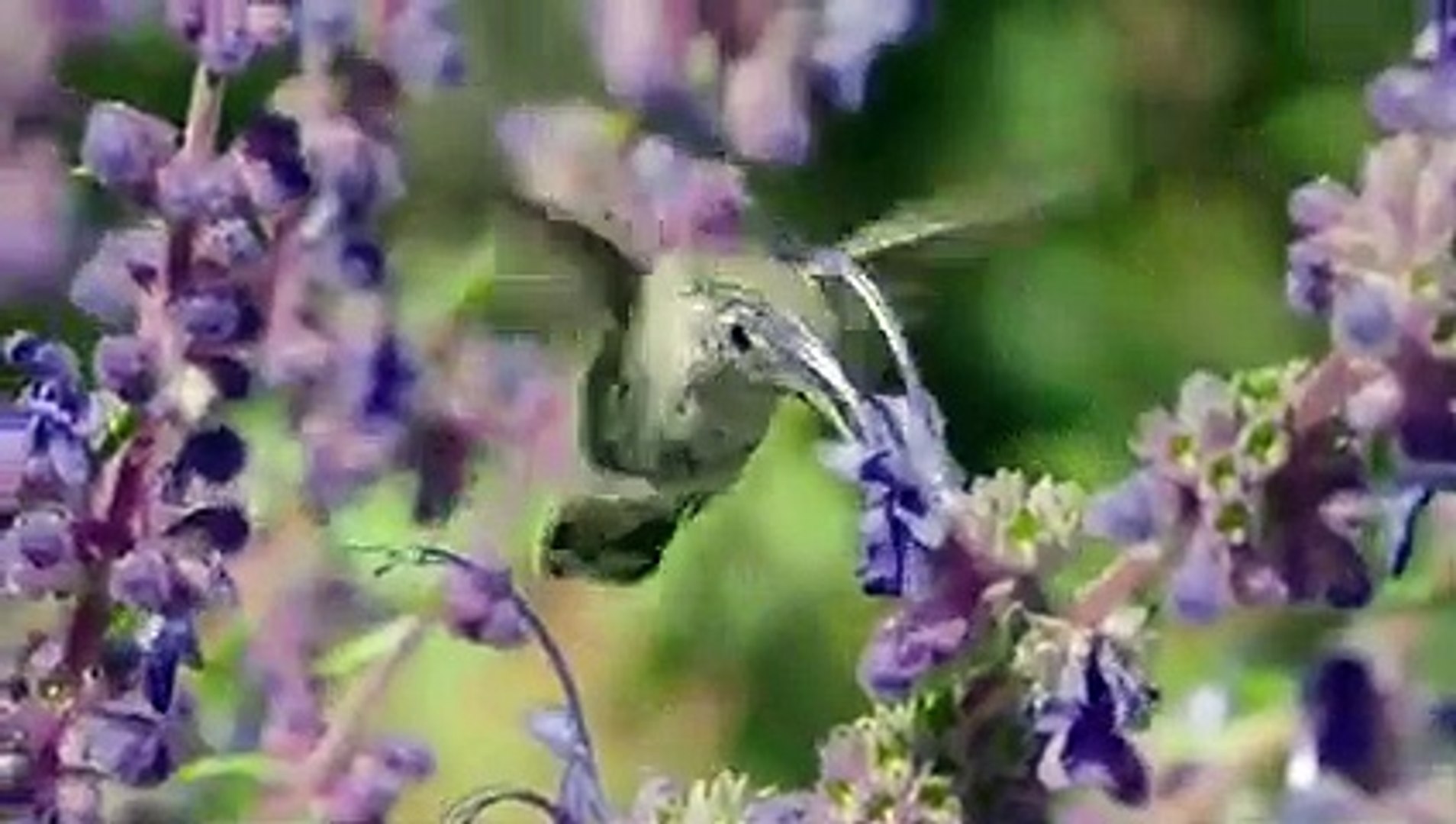 ⁣#forest birds singing--#relaxation-#soothing-music #stress#Relaxing Music #Stress #Relief #Insomnia 