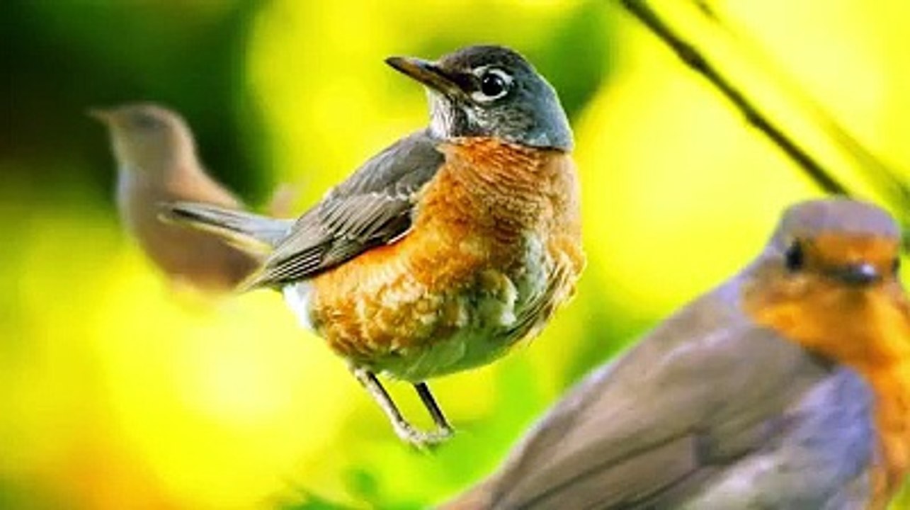 #forest birds singing--#relaxation-#soothing-music #stress#Relaxing Music #Stress #Relief #Insomnia #Meditation sound of nature Relaxing Sounds and Birds Chirping
