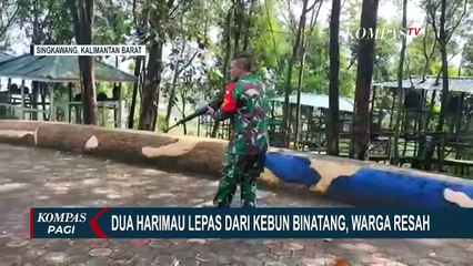Kronologi Penangkapan Harimau yang Lepas dari Sinka Zoo