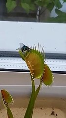 মানুষ খাওয়া গাছ