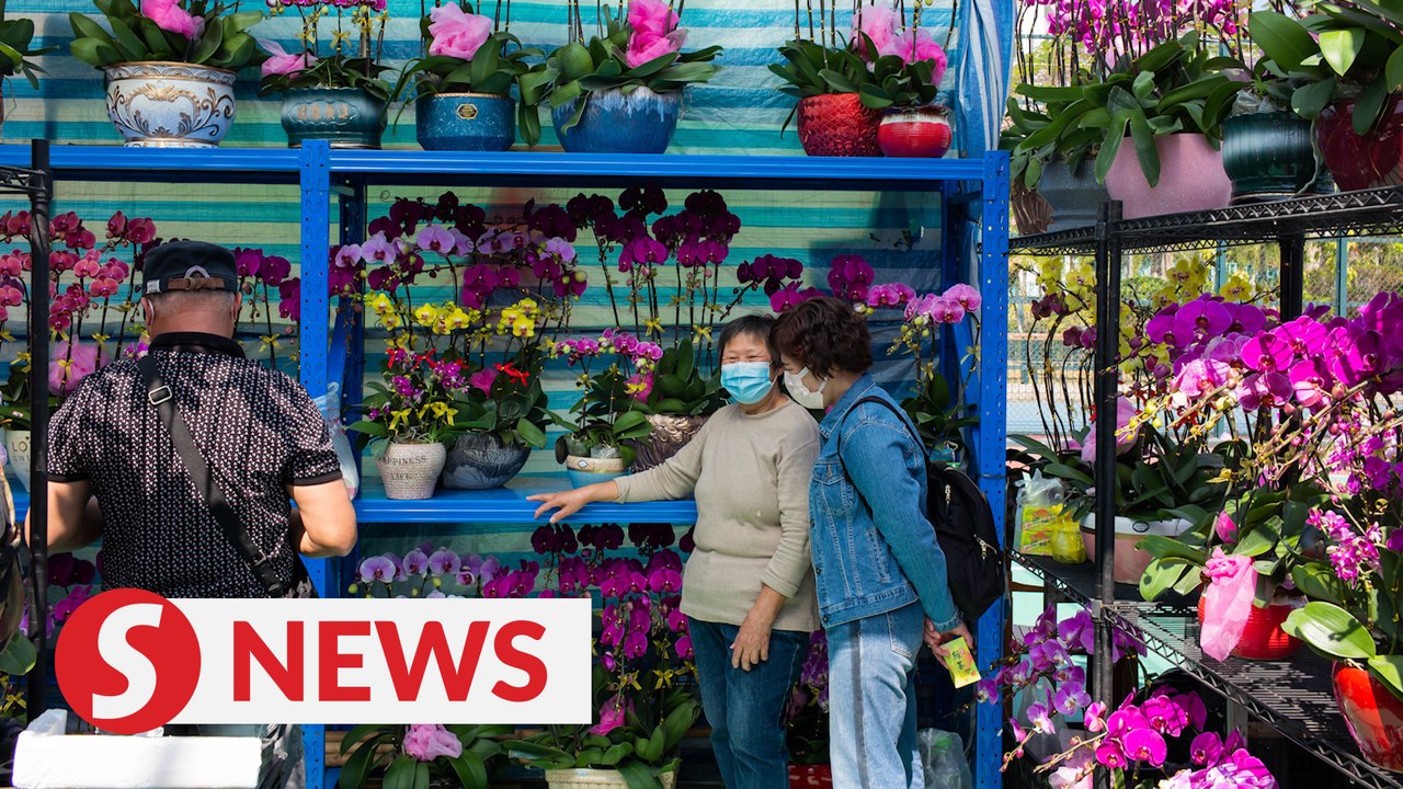 Traditional Chinese Lunar New Year flower fairs open in Hong Kong