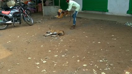 fack tiger prank dog don't try lufing