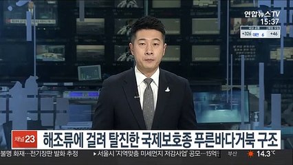해조류에 걸려 탈진한 국제보호종 '푸른바다거북' 구조
