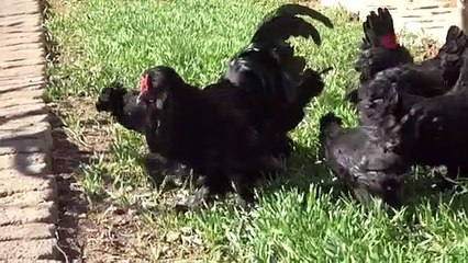 Bir zamanlar saraylarda beslenen tavuk fiyatı ile şaşırtıyor