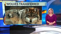 Efforts increase to rehabilitate Mexican gray wolf