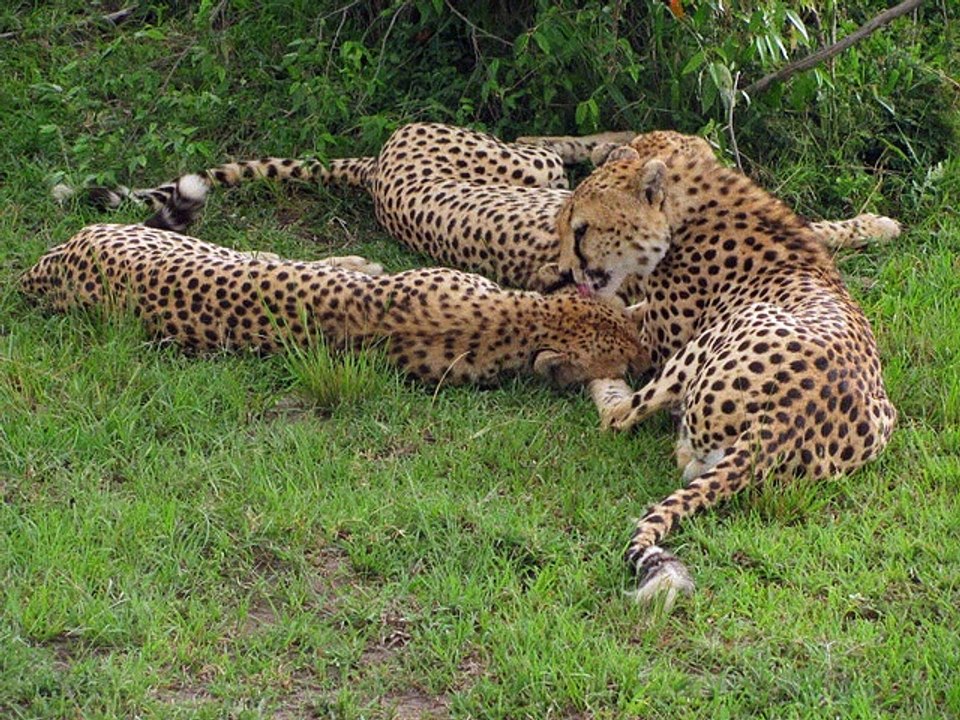 The cheetah - Kenya wildlife safaris