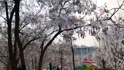 Ağrı’da ağaçlar kırağı tuttu