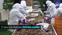 Kuru incir üreticileri 2021'den umutlu