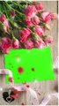 Rose Day Green Screen Status | happy rose green screen video | ROSE DAY | green effect video