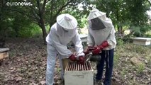 شاهد: تربية النحل وانتاج العسل.. ذهب ساحل العاج الجديد