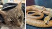 En Australie, un chat sacrifie sa vie pour sauver deux enfants d'une attaque de serpent