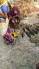 पेड़ों की कटाई के नाम पर दरोगा ने खुलेआम ली महिला से घूस