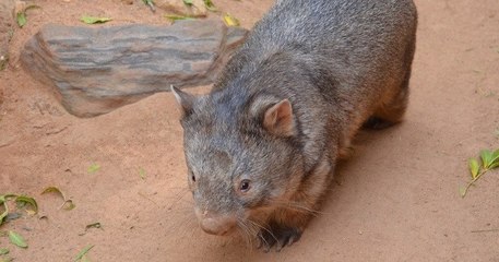 En Australie, des dizaines d'animaux survivent à la sécheresse grâce à l'action des... wombats