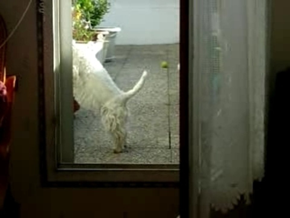 Westie chasse mouche