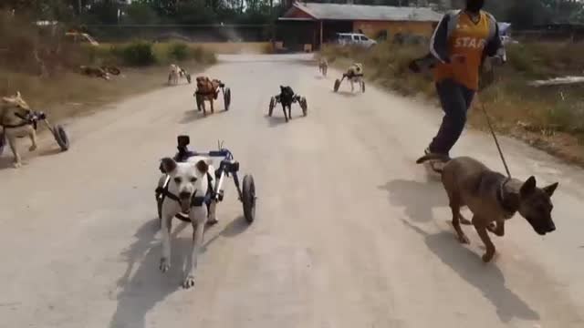 La falta de fondos pone en peligro un especial refugio para perros de Tailandia