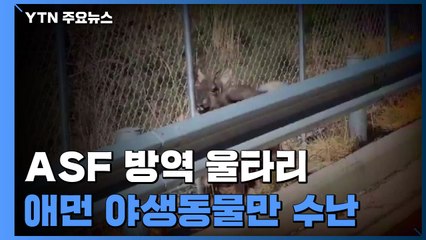 돼지열병 못 막고 산양 가둔 울타리...애먼 야생동물 수난 / YTN
