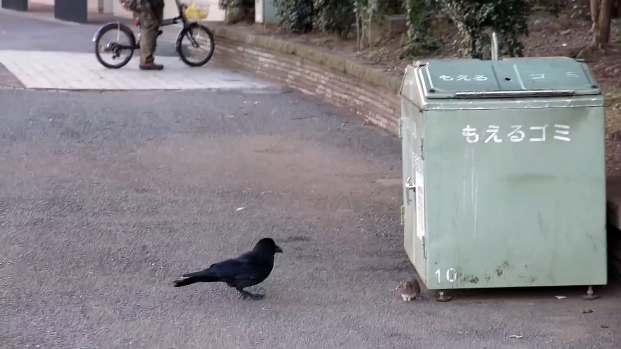 Quand un corbeau et une souris font un drôle de jeu... trappe-trappe
