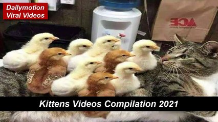 Cats and kittens video compilation 2021, cats videos funny