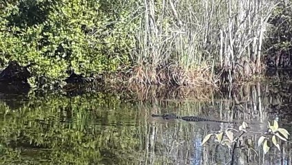 25 Big Cypress