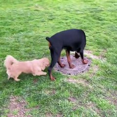 Doberman with small dogs??