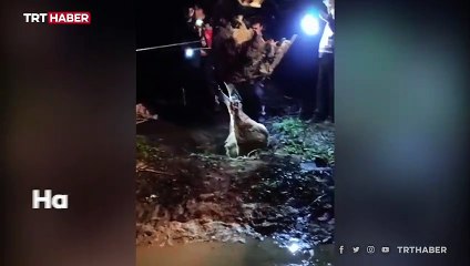 Kuyuya düşen ineği itfaiye kurtardı