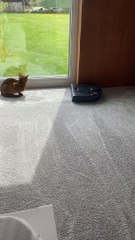Robot Vacuum Cleans Around Cat