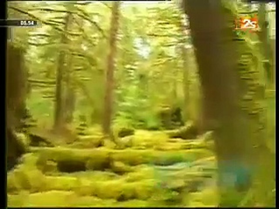 2STVLIVE (1187)