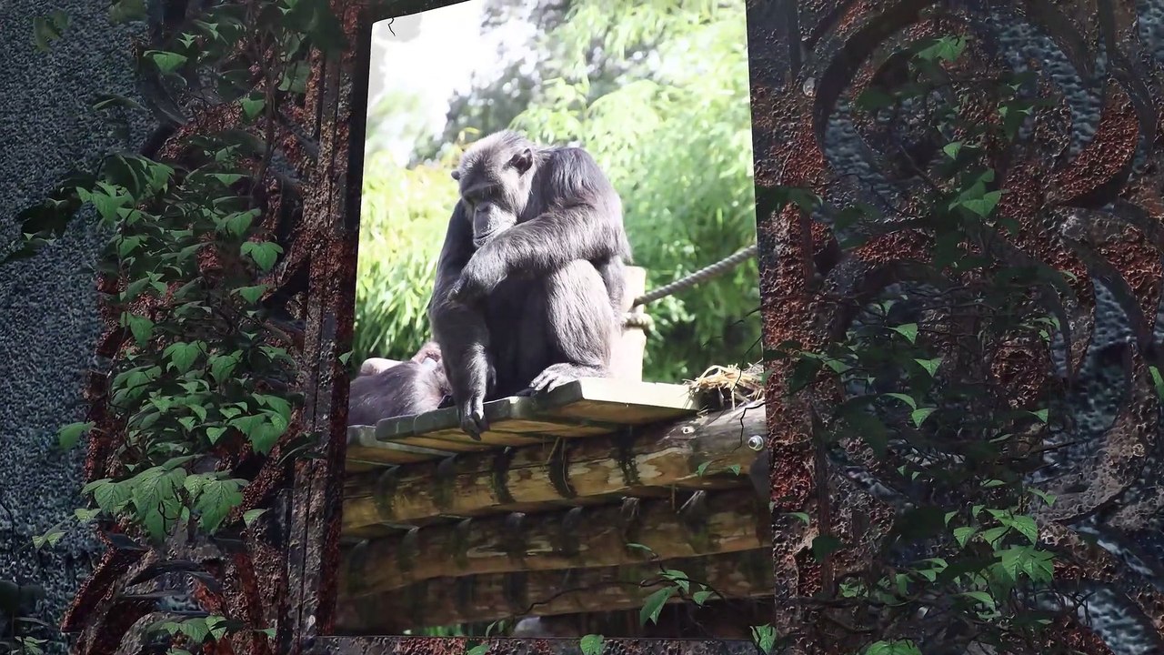 Les chimpanzés du zoo de La Flèche / The chimpanzees of La Flèche zoo