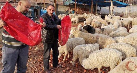 Fiyatıyla gündem olmuştu, şimdi koyunlara yediriliyor